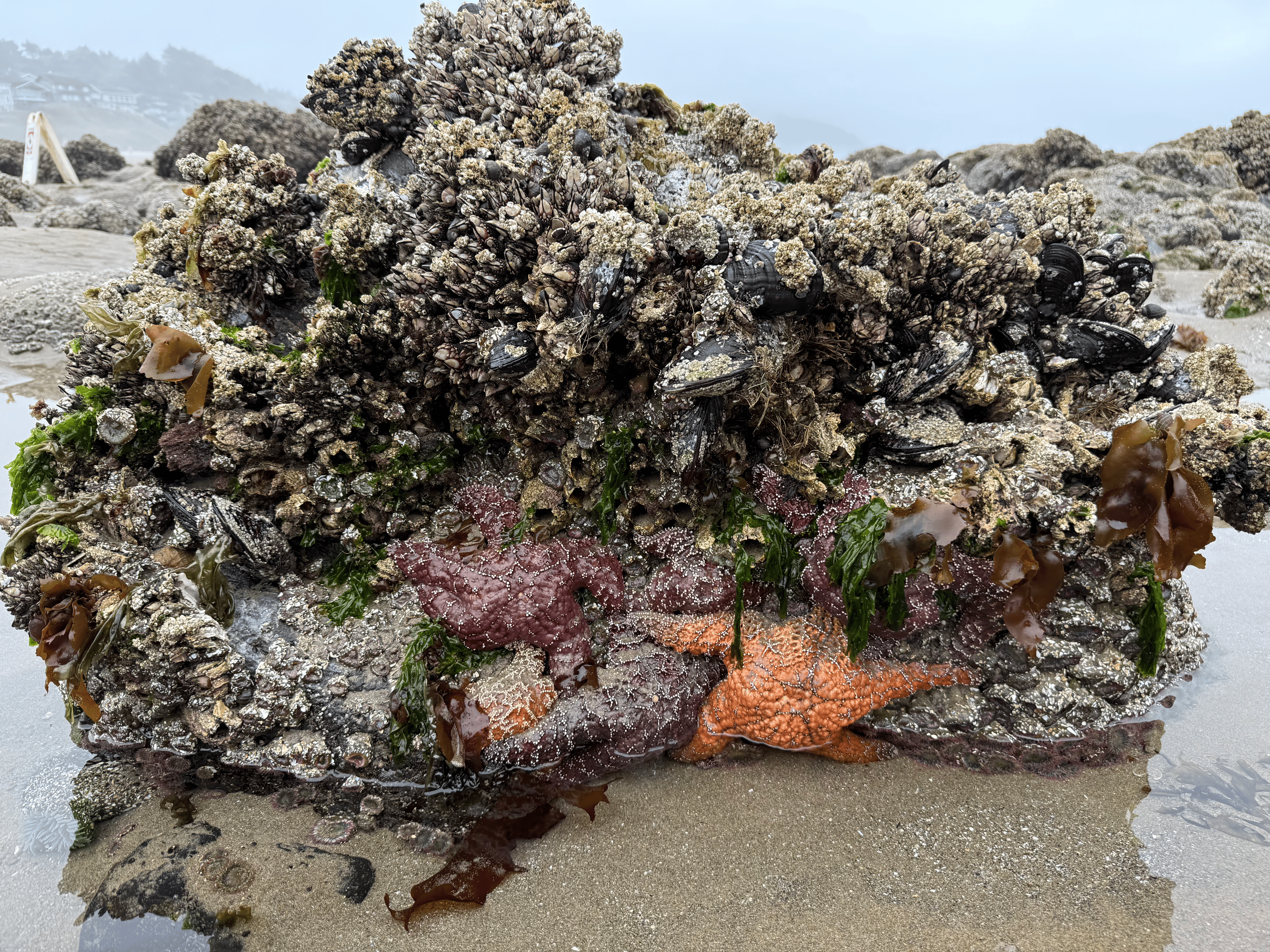 Tide Pools