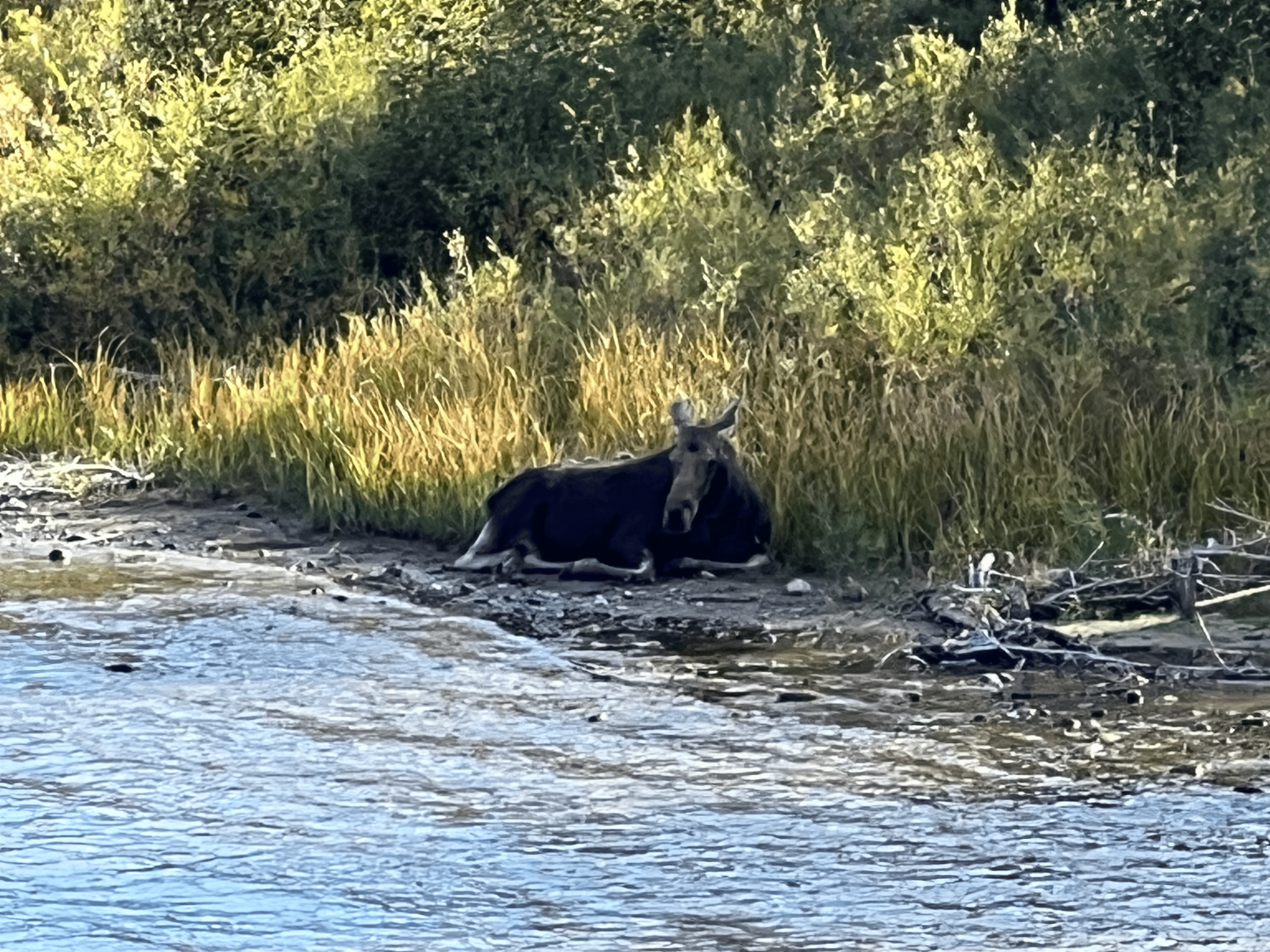 Moose