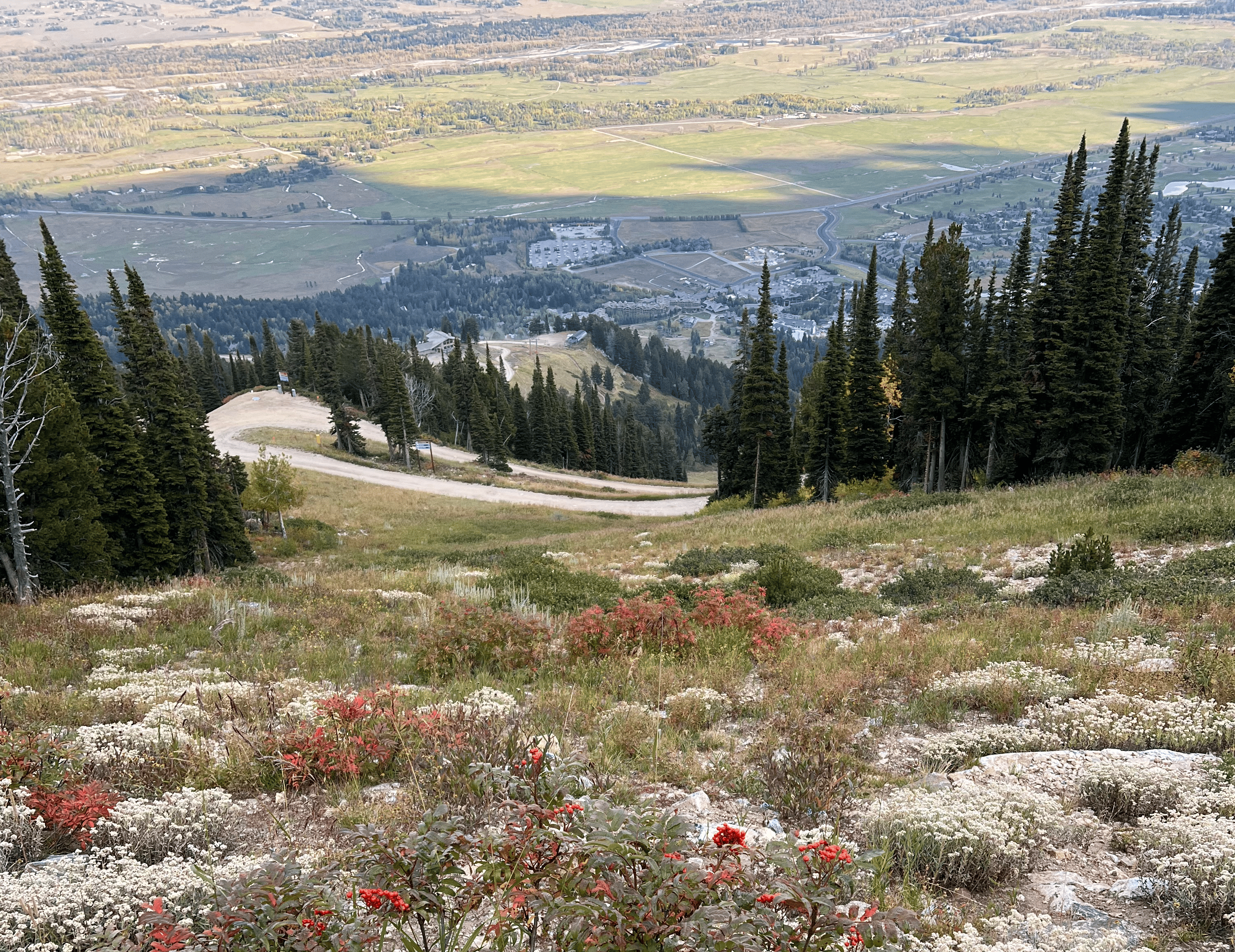 Wildflower