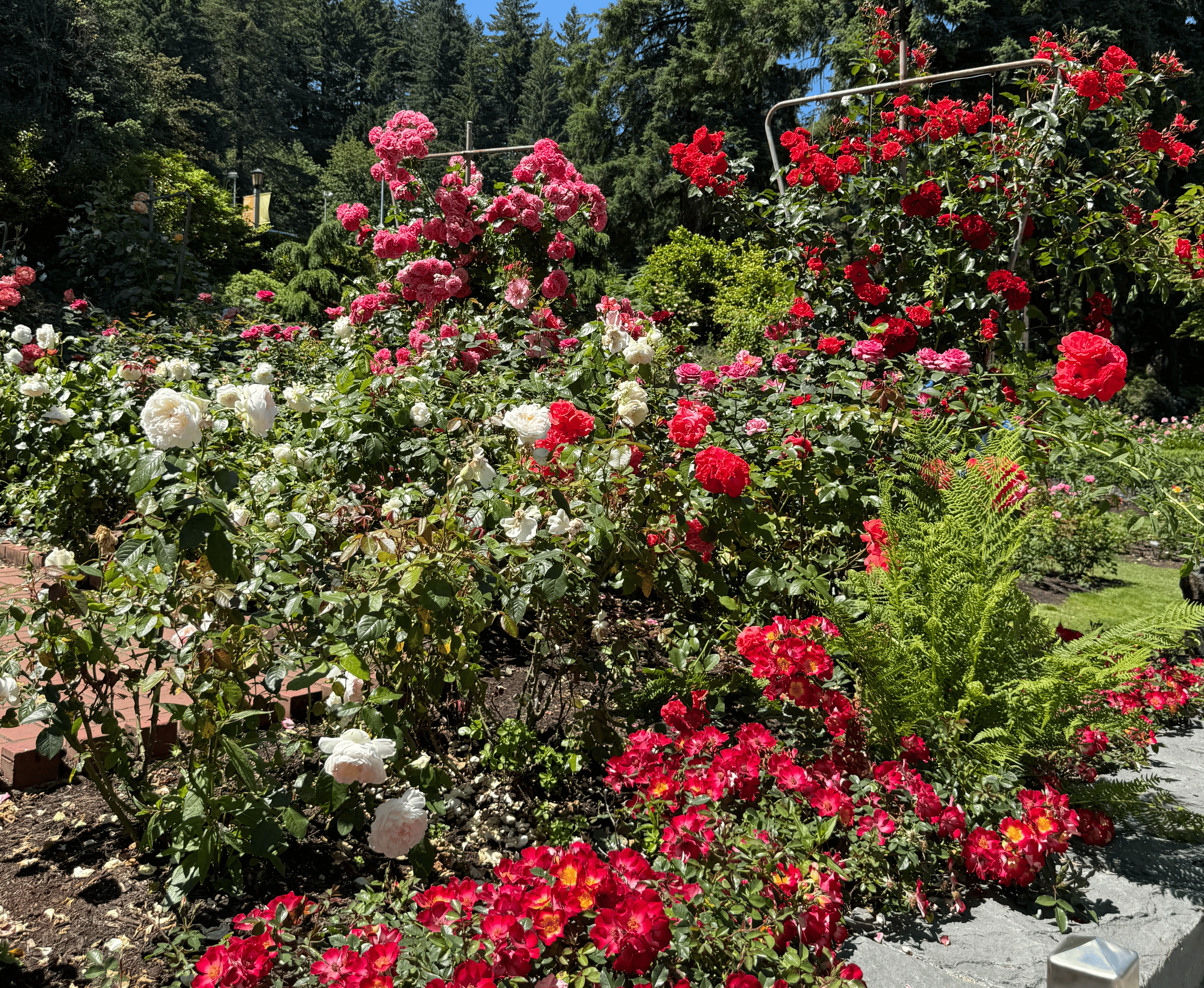 International Rose Test Garden