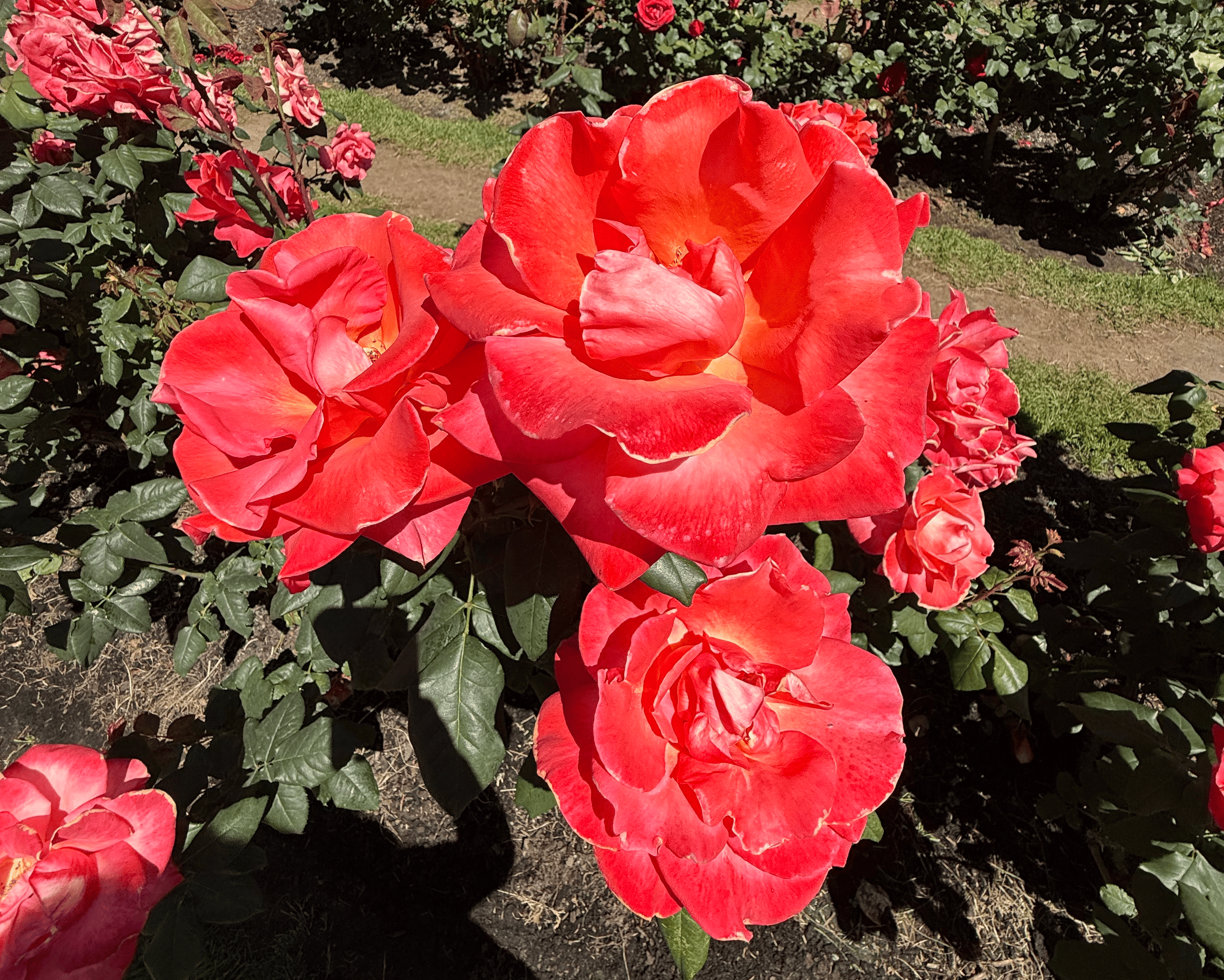 International Rose Test Garden