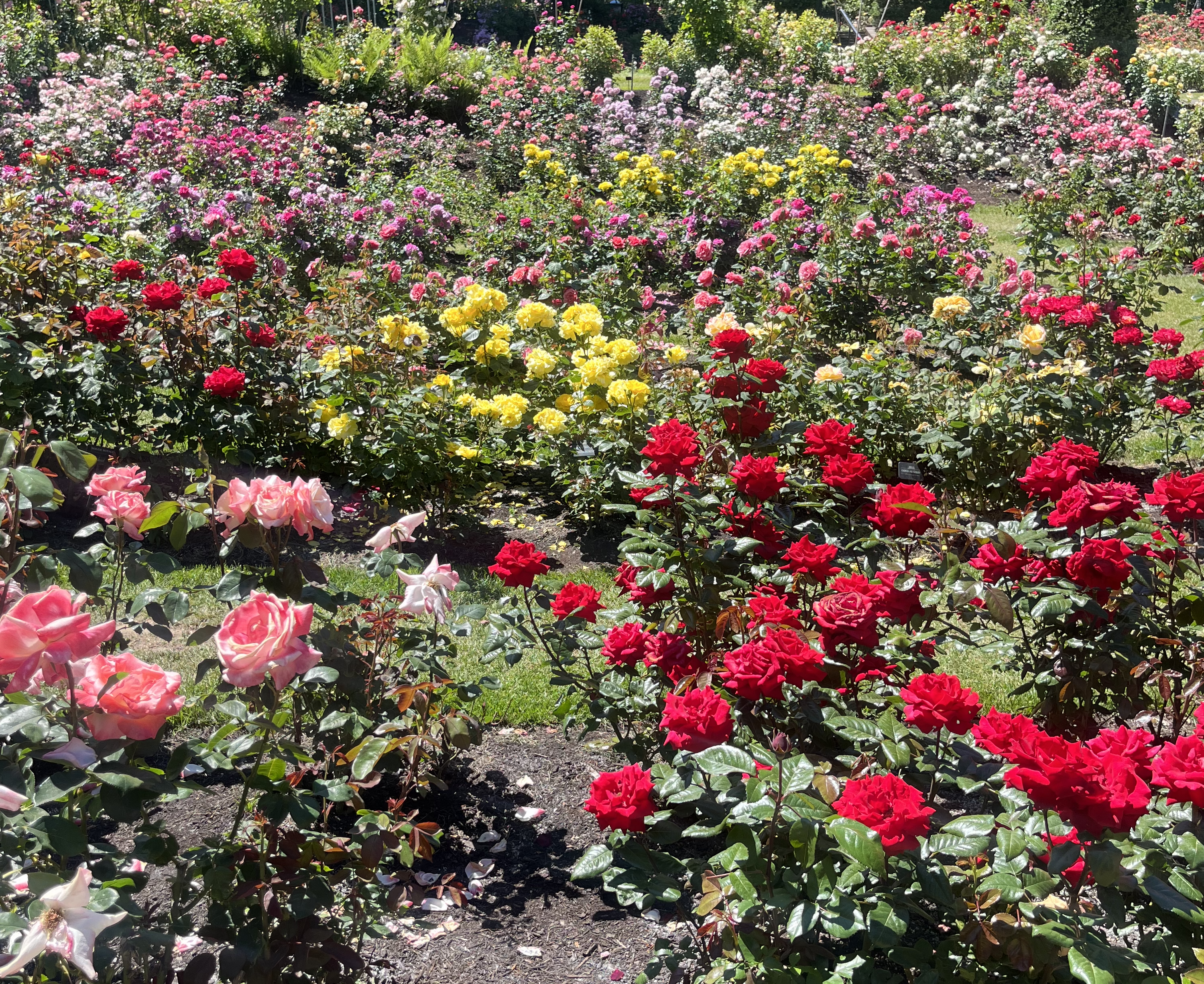 Rose Garden